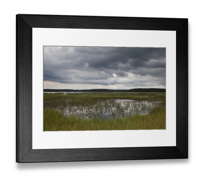 Framed Print : View of boreal bog habitat at edge of lake, Finland, july Framed Print : View of boreal bog habitat at edge of lake, Finland, july