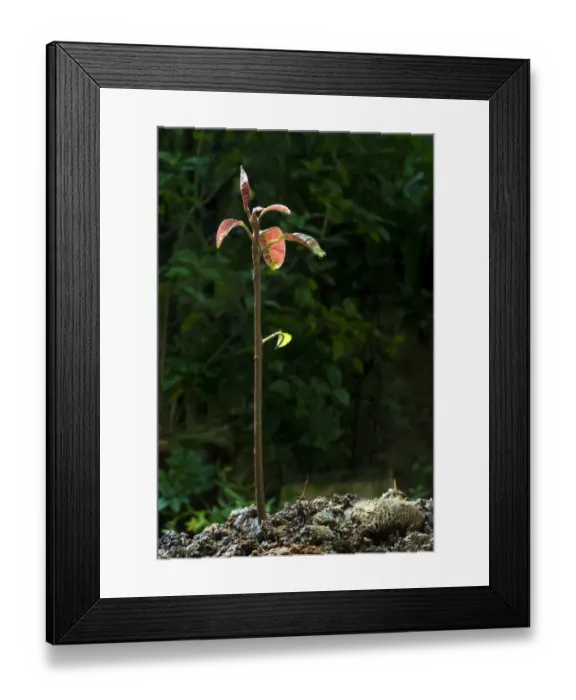 Framed Print : Mango (Mangifera indica) sapling, Trivandrum, Kerala, India Framed Print : Mango (Mangifera indica) sapling, Trivandrum, Kerala, India