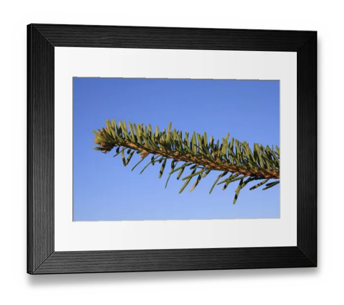 Framed Print : Nordmann Fir (Abies nordmanniana) close-up of needles, commerically grown christmas tree, Suffolk, England, january