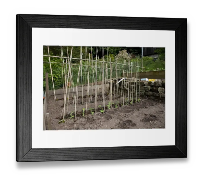 Framed Print : Runner Bean (Phaseolus coccineus) seedlings, growing with cane frame support, in garden vegetable plot, Cumbria Framed Print : Runner Bean (Phaseolus coccineus) seedlings, growing with cane frame support, in garden vegetable plot, Cumbria