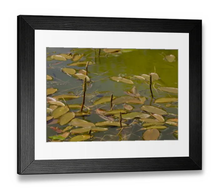 Framed Print : Broad-leaved Pondweed (Potamogeton natans) flowering, growing in pond, Powerstock Common Nature Reserve, Dorset Framed Print : Broad-leaved Pondweed (Potamogeton natans) flowering, growing in pond, Powerstock Common Nature Reserve, Dorset