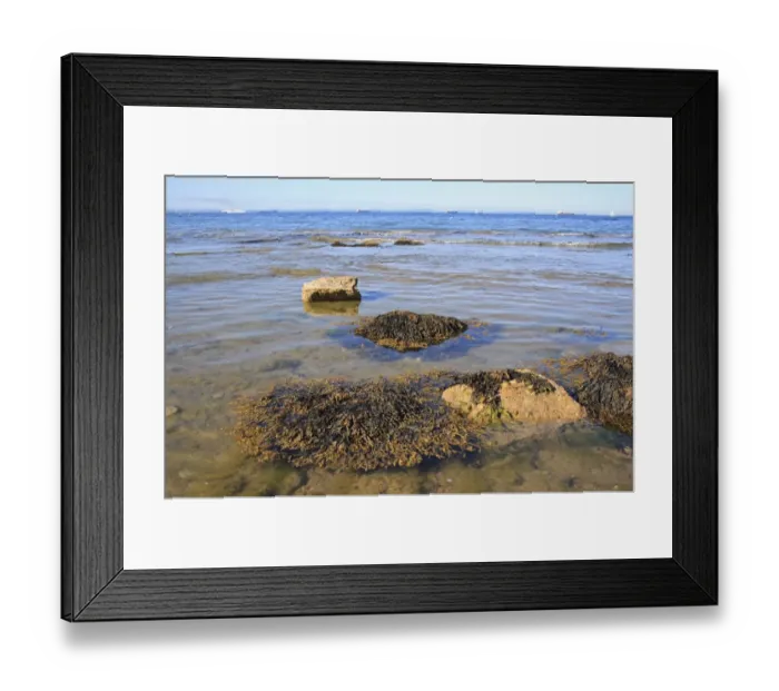 Framed Print : Bladder Wrack (Fucus vesiculosus) fronds, floating on surface of shallow water on shore habitat at low tide, Bembridge Framed Print : Bladder Wrack (Fucus vesiculosus) fronds, floating on surface of shallow water on shore habitat at low tide, Bembridge