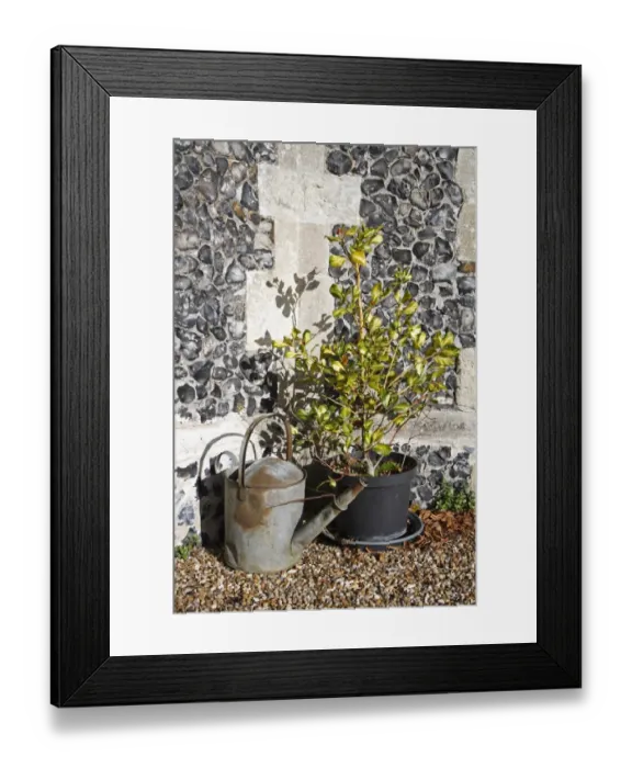 Framed Print : Cultivated Holly (Ilex sp. ) sapling, growing in pot beside metal watering can, St Framed Print : Cultivated Holly (Ilex sp. ) sapling, growing in pot beside metal watering can, St