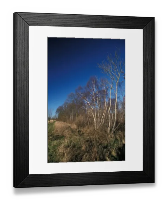 Framed Print : Silver Birch Winter Silver Birch at Bradfield Woods - Suffolk Wildlife Trust Framed Print : Silver Birch Winter Silver Birch at Bradfield Woods - Suffolk Wildlife Trust