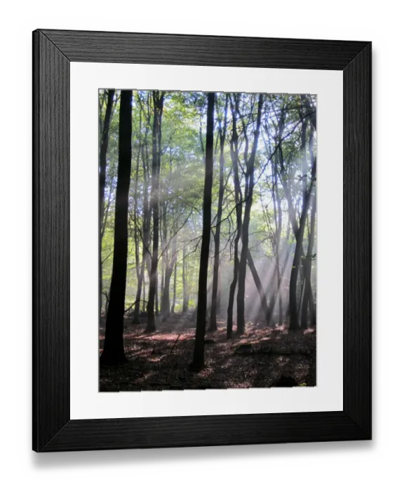 Framed Print : Deciduous woodland habitat with sunbeams, Penn Wood, Chilterns, Buckinghamshire, England, september Framed Print : Deciduous woodland habitat with sunbeams, Penn Wood, Chilterns, Buckinghamshire, England, september