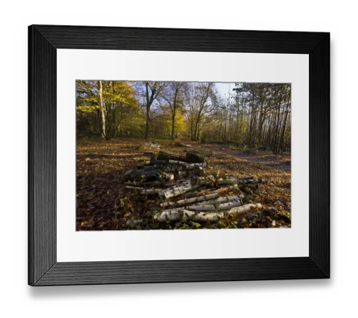 Framed Print : European Hornbeam (Carpinus betulus) old woodland, with glade clearance of Birch (Betula sp. ), Great Wood Framed Print : European Hornbeam (Carpinus betulus) old woodland, with glade clearance of Birch (Betula sp. ), Great Wood