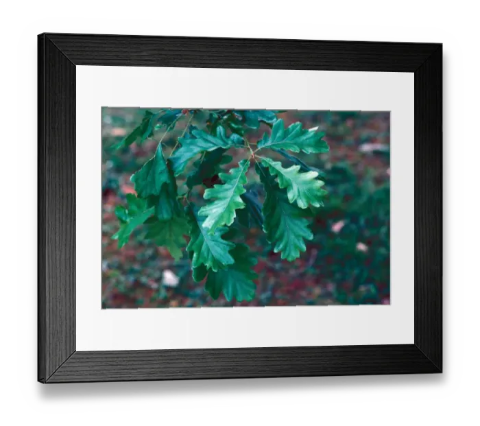 Framed Print : Quercus frainetto Leaf / upper / May Framed Print : Quercus frainetto Leaf / upper / May