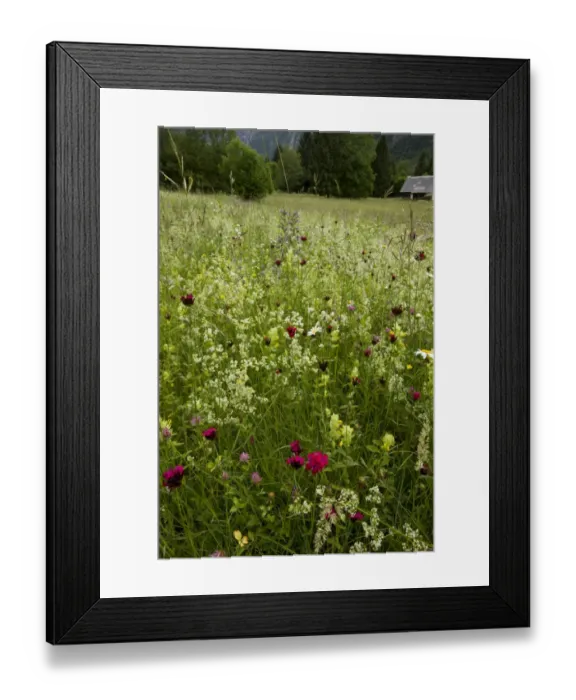 Framed Print : Carthusian Pink (Dianthus carthusianorum), Ox-eye Daisy (Leucanthemum vulgare) Framed Print : Carthusian Pink (Dianthus carthusianorum), Ox-eye Daisy (Leucanthemum vulgare)