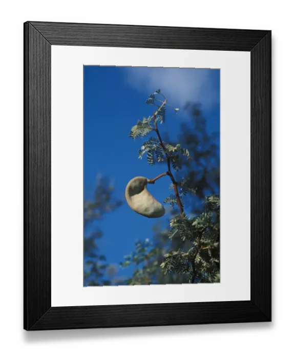 Framed Print : Camel Thorn Acacia (Acacia erioloba) Seed pods - Namibia Framed Print : Camel Thorn Acacia (Acacia erioloba) Seed pods - Namibia