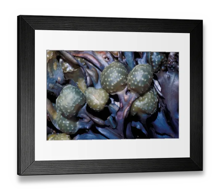 Framed Print : Seaweed - Wrack Bladder(Fucus vesiculosus) Close-up of reproductive bodies Framed Print : Seaweed - Wrack Bladder(Fucus vesiculosus) Close-up of reproductive bodies