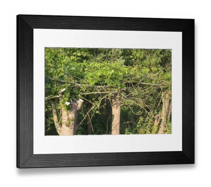 Framed Print : Common Ash (Fraxinus excelsior) pollarded trunks and laid branches with regrowth, Little Ouse Headwaters Project