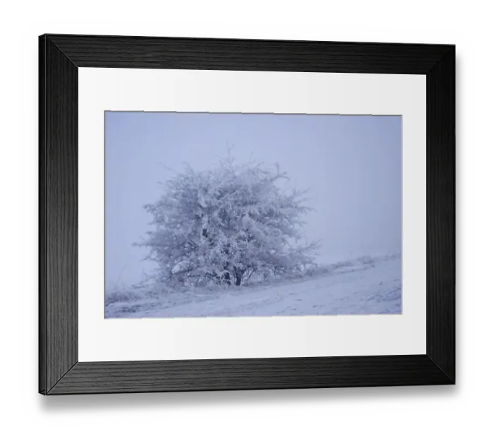 Framed Print : Tree covered in hoar frost, with thick fog over low lying marshland, Worlaby Carr, North Lincolnshire, England Framed Print : Tree covered in hoar frost, with thick fog over low lying marshland, Worlaby Carr, North Lincolnshire, England