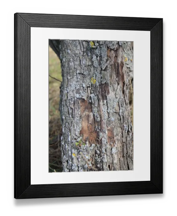 Framed Print : Common Hawthorn (Crataegus monogyna) close-up of trunk, growing on acid grassland, Little Ouse Headwaters Project Framed Print : Common Hawthorn (Crataegus monogyna) close-up of trunk, growing on acid grassland, Little Ouse Headwaters Project