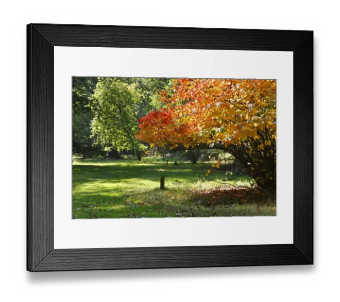 Framed Print : Large Fothergilla (Fothergilla major) habit, with leaves in autumn colour, Cyril Hart Arboretum, Forest of Dean Framed Print : Large Fothergilla (Fothergilla major) habit, with leaves in autumn colour, Cyril Hart Arboretum, Forest of Dean