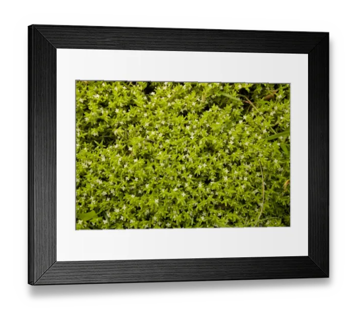 Framed Print : New Zealand Pygmyweed (Crassula helmsii) introduced invasive weed, flowering, Northumberland, England, july Framed Print : New Zealand Pygmyweed (Crassula helmsii) introduced invasive weed, flowering, Northumberland, England, july