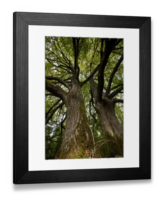 Framed Print : Small-leaved Lime (Tilia cordata) trunks, ancient trees, Kesse Island, Gulf of Finland, Baltic Sea, Estonia, september Framed Print : Small-leaved Lime (Tilia cordata) trunks, ancient trees, Kesse Island, Gulf of Finland, Baltic Sea, Estonia, september