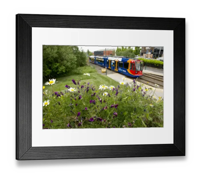 Framed Print : Mixed wildflowers planted in city beside supertram track with supertram, Sheffield, South Yorkshire, England, may