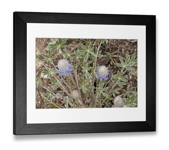 Framed Print : Ashland Lupin (Lupinus lepidus var. ashlandensis) flowering, Mount Ashland, Oregon, U. S. A. july