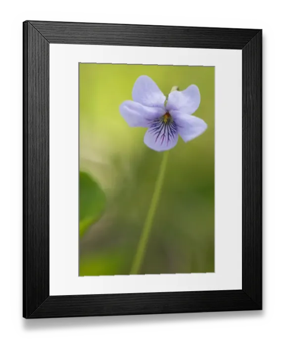 Framed Print : Marsh Violet (Viola palustris) flowering, Italy Framed Print : Marsh Violet (Viola palustris) flowering, Italy