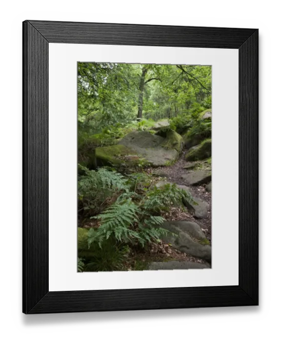 Framed Print : Rocks in deciduous woodland habitat, Padley Woods, Padley Gorge, Peak District, Derbyshire, England, july