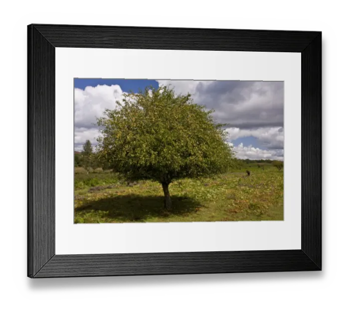 Framed Print : Wild Crabapple (Malus sylvestris) habit, in fruit, growing on heathland, near Linwood, New Forest, Hampshire, England Framed Print : Wild Crabapple (Malus sylvestris) habit, in fruit, growing on heathland, near Linwood, New Forest, Hampshire, England