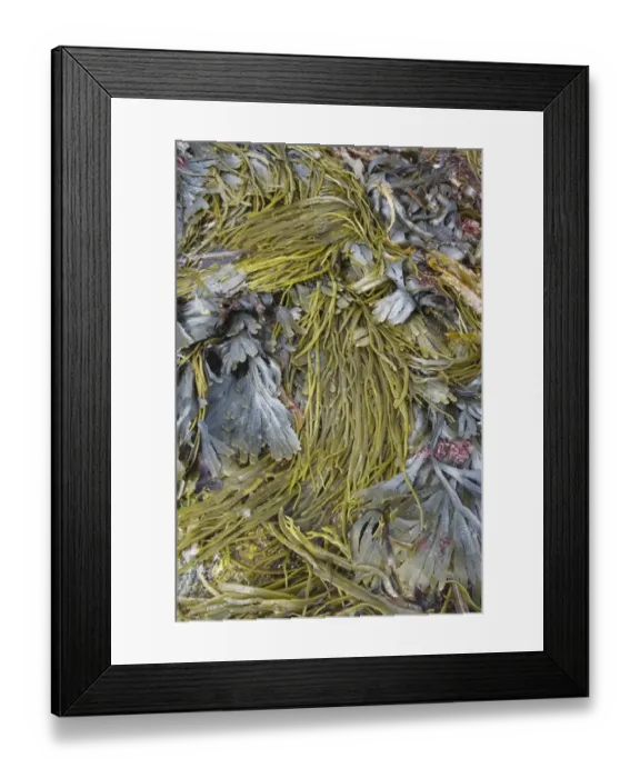 Framed Print : Sea-thong (Himanthalia elongata) and Toothed Wrack (Fucus serratus) fronds, exposed on rocky shore at low tide Framed Print : Sea-thong (Himanthalia elongata) and Toothed Wrack (Fucus serratus) fronds, exposed on rocky shore at low tide