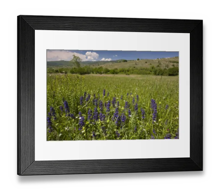 Framed Print : Blue Bugle (Ajuga genevensis) flowering, growing in meadow habitat, Rila Mountains, Bulgaria, may Framed Print : Blue Bugle (Ajuga genevensis) flowering, growing in meadow habitat, Rila Mountains, Bulgaria, may
