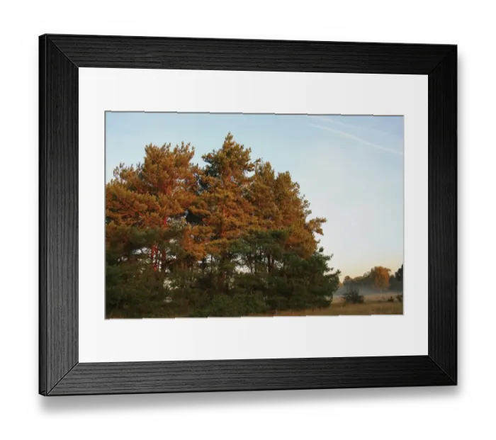 Framed Print : Scots Pine (Pinus sylvestris) habit, sunlit at dawn, in breckland heathland habitat, Knettishall Heath Country Park