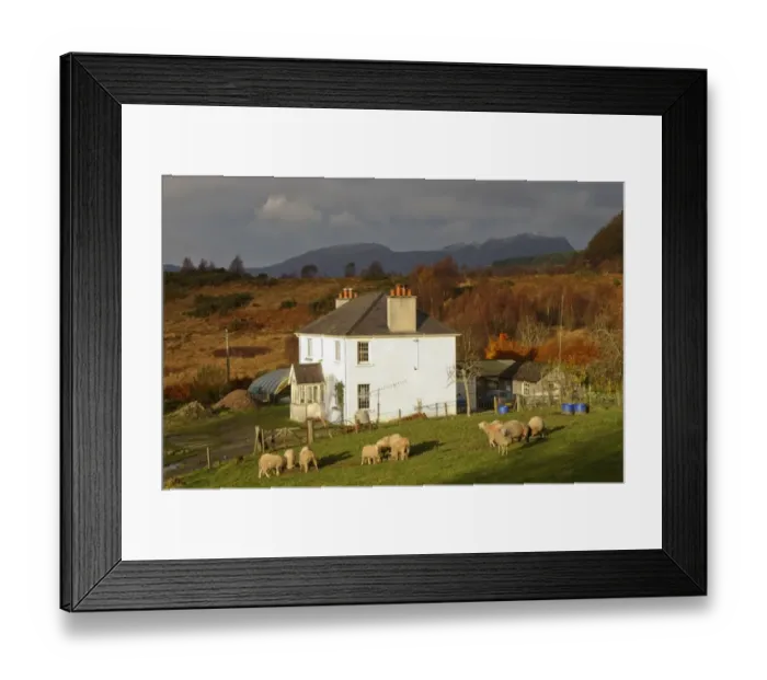 Framed Print : View of croft with sheep in pasture at evening, Achmore, Stromeferry, Ross-Shire, Scotland, november Framed Print : View of croft with sheep in pasture at evening, Achmore, Stromeferry, Ross-Shire, Scotland, november