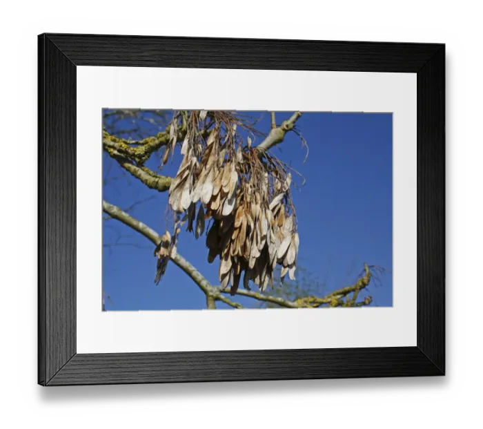 Framed Print : Common Ash (Fraxinus excelsior) close-up of keys, attached to branches in springtime, Mickfield Meadow Nature Reserve Framed Print : Common Ash (Fraxinus excelsior) close-up of keys, attached to branches in springtime, Mickfield Meadow Nature Reserve