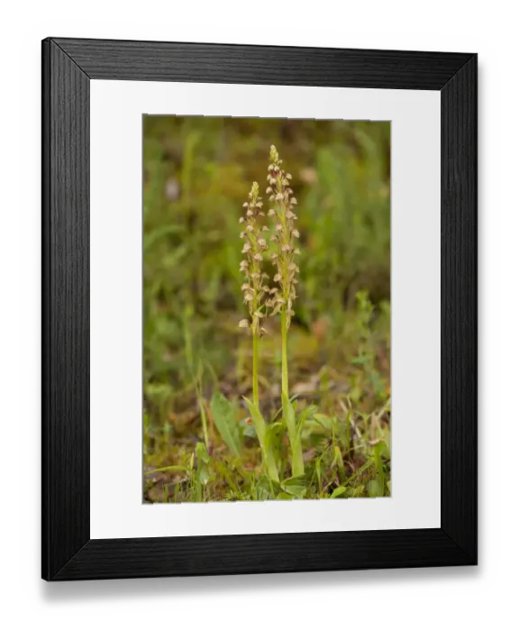 Framed Print : Man Orchid (Orchis anthropophora) two flowerspikes, Southern Italy, april Framed Print : Man Orchid (Orchis anthropophora) two flowerspikes, Southern Italy, april
