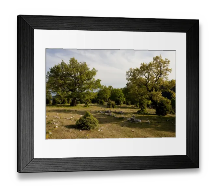 Framed Print : Turkey Oak (Quercus cerris), Downy Oak (Quercus pubescens) and Juniper (Juniperus sp)