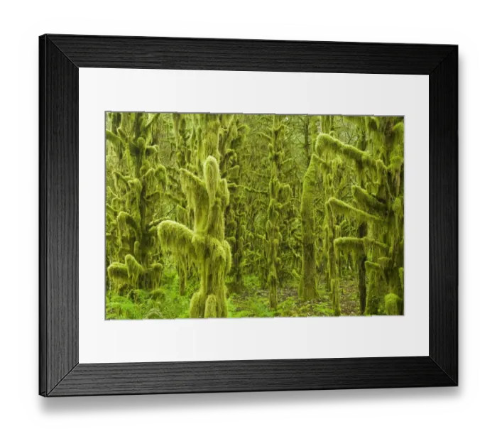 Framed Print : Moss covered trees in old growth temperate rainforest habitat, Tillamook, Oregon, U. S. A. july Framed Print : Moss covered trees in old growth temperate rainforest habitat, Tillamook, Oregon, U. S. A. july