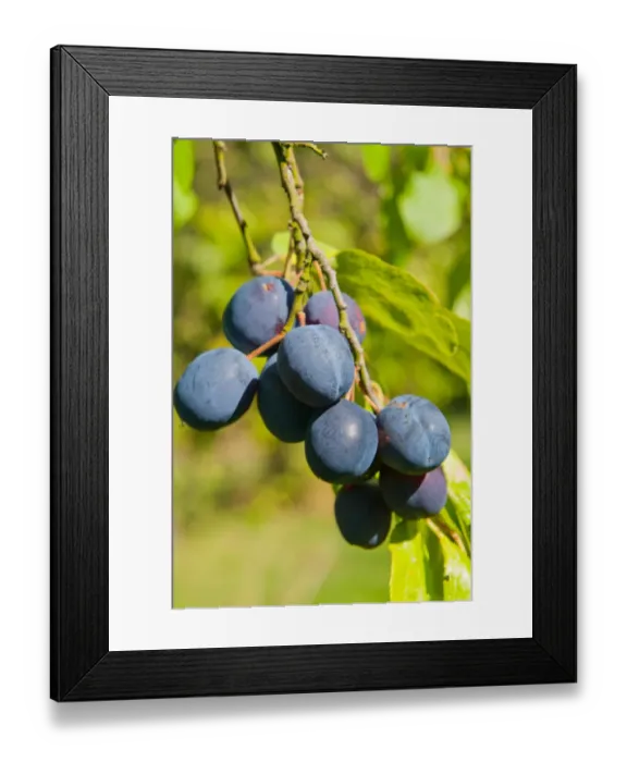 Framed Print : Damson (Prunus domestica var. insititia) Langley Bullace, close-up of fruit, growing in orchard, Norfolk, England Framed Print : Damson (Prunus domestica var. insititia) Langley Bullace, close-up of fruit, growing in orchard, Norfolk, England