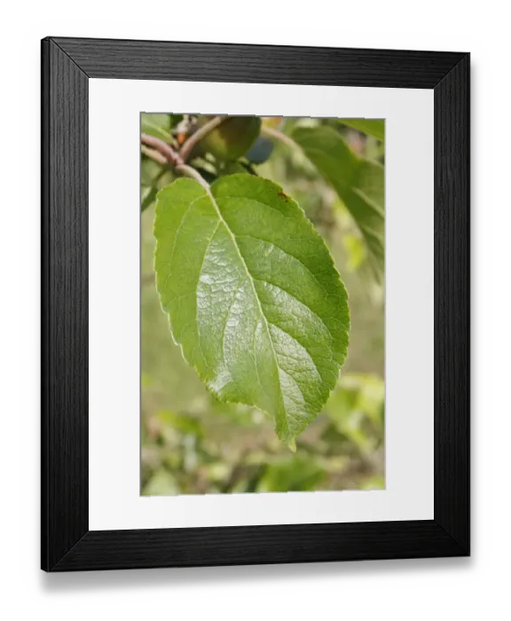 Framed Print : Cultivated Apple (Malus domestica) close-up of leaf, in garden, Suffolk, England, may Framed Print : Cultivated Apple (Malus domestica) close-up of leaf, in garden, Suffolk, England, may