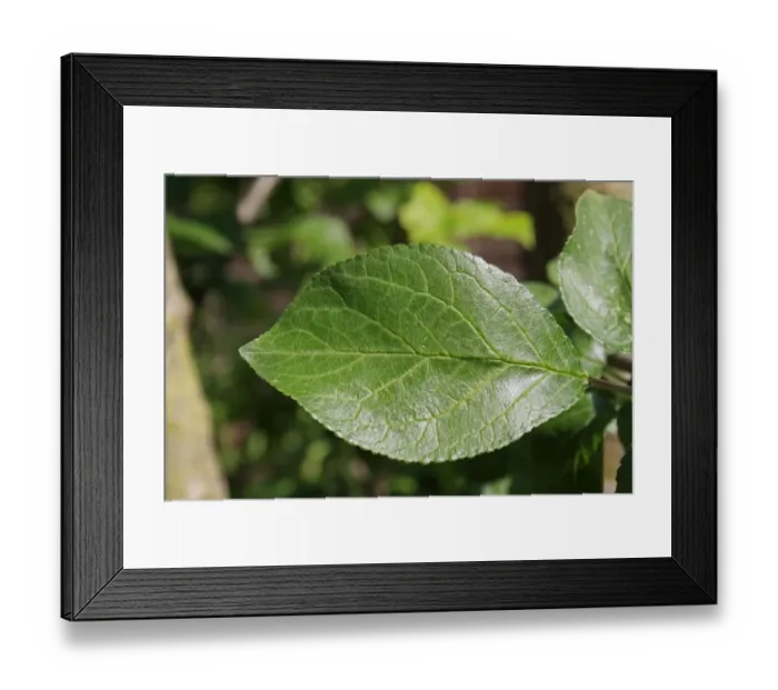 Framed Print : Plum (Prunus domestica) close-up of leaf, in garden, Suffolk, England, june Framed Print : Plum (Prunus domestica) close-up of leaf, in garden, Suffolk, England, june