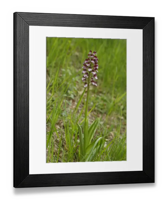 Framed Print : Lady Orchid (Orchis purpurea) flowering, Causse de Gramat, Massif Central, Lot, France, may Framed Print : Lady Orchid (Orchis purpurea) flowering, Causse de Gramat, Massif Central, Lot, France, may