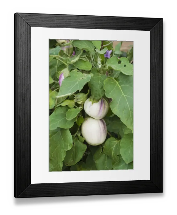 Framed Print : Aubergine (Solanum melongena) round variety fruit, growing in garden vegetable plot Framed Print : Aubergine (Solanum melongena) round variety fruit, growing in garden vegetable plot
