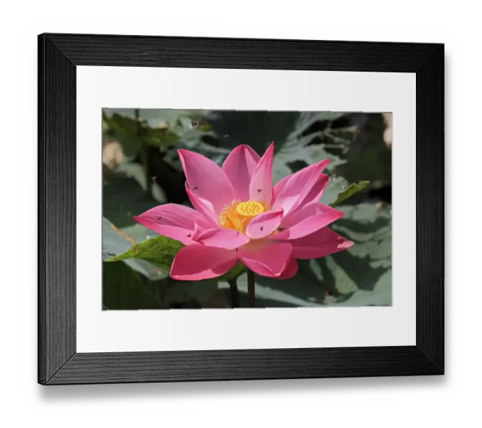 Framed Print : Indian Lotus (Nelumbo nucifera) close-up of flower, with bees in flight, Kota Kinabalu, Sabah, Borneo, Malaysia