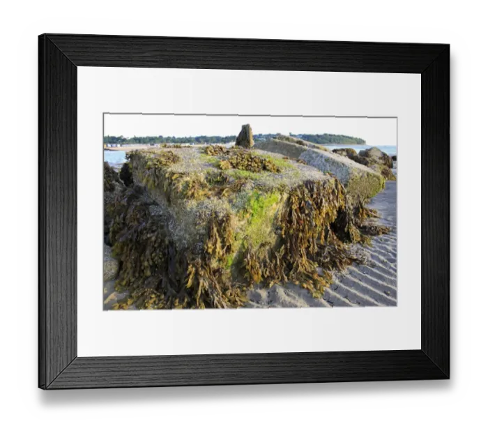 Framed Print : Flat Wrack (Fucus spiralis) fronds, on exposed rocks at low tide, Bembridge, Isle of Wight, England, june Framed Print : Flat Wrack (Fucus spiralis) fronds, on exposed rocks at low tide, Bembridge, Isle of Wight, England, june