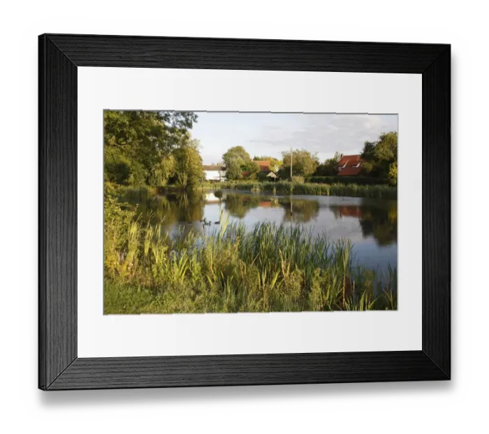 Framed Print : View of village pond in evening sunshine, supposedly last site of witch swimming or ducking, The Grimmer Framed Print : View of village pond in evening sunshine, supposedly last site of witch swimming or ducking, The Grimmer