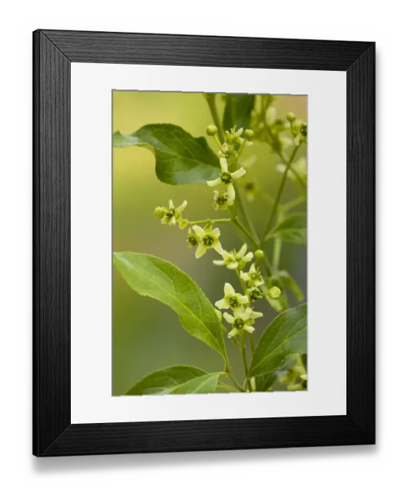 Framed Print : European Spindle (Euonymus europaeus) close-up of flowers, growing in hedgerow, Dorset, England, may Framed Print : European Spindle (Euonymus europaeus) close-up of flowers, growing in hedgerow, Dorset, England, may