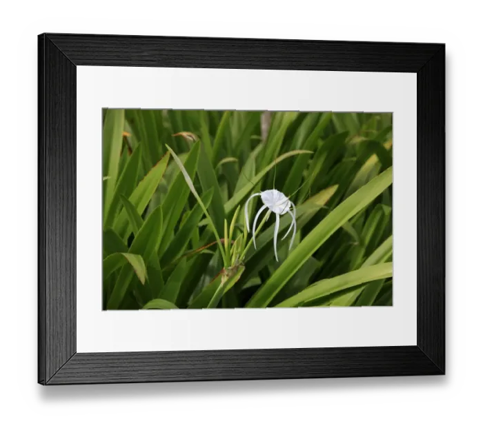 Framed Print : Spider-lily (Hymenocallis occidentalis) flowering, Kota Kinabalu, Sabah, Borneo, Malaysia Framed Print : Spider-lily (Hymenocallis occidentalis) flowering, Kota Kinabalu, Sabah, Borneo, Malaysia