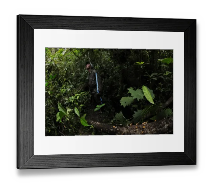 Framed Print : Ranger patrolling in montane rainforest habitat, Nyungwe Forest N. P. Rwanda, october