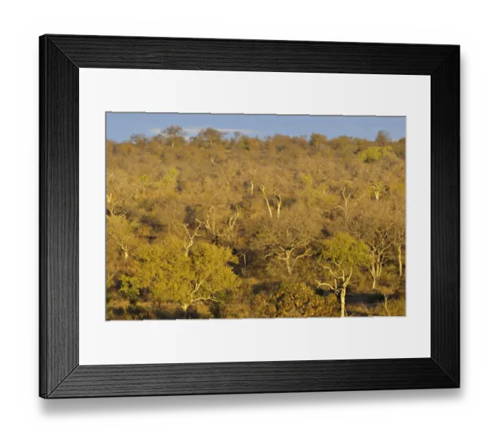 Framed Print : View of savannah habitat, Balule Nature Reserve, Limpopo Province, South Africa Framed Print : View of savannah habitat, Balule Nature Reserve, Limpopo Province, South Africa