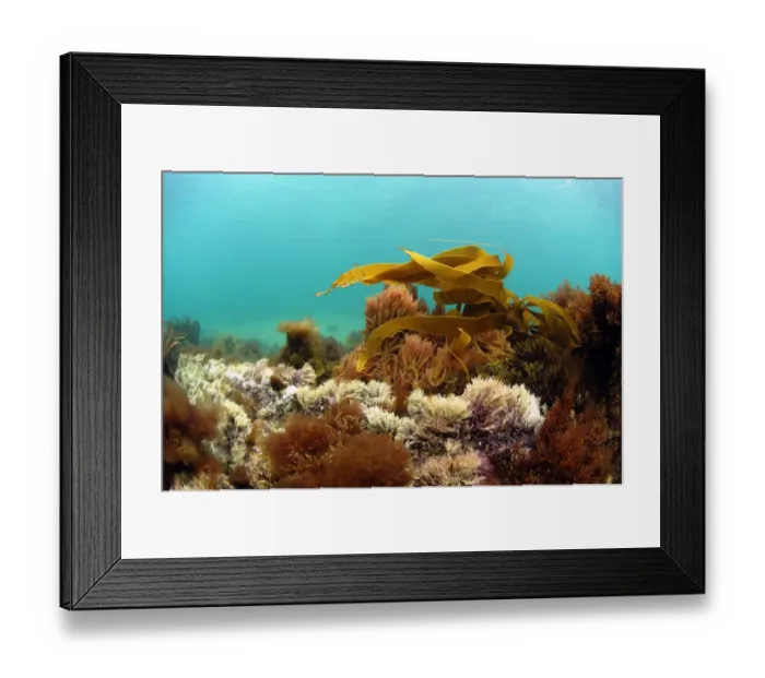 Framed Print : Harpoon Weed (Asparagopsis armata) and Kelp (Laminaria sp. ) underwater, growing on shallow rocky reef, Brandy Bay Framed Print : Harpoon Weed (Asparagopsis armata) and Kelp (Laminaria sp. ) underwater, growing on shallow rocky reef, Brandy Bay