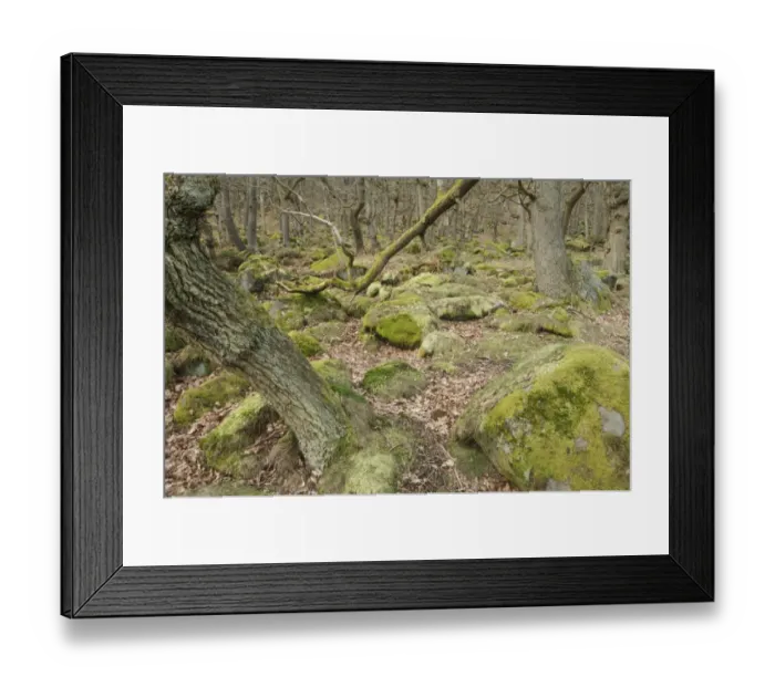 Framed Print : Oak (Quercus sp. ) upland wood habitat, Padley Gorge, Peak District, Derbyshire, England, march Framed Print : Oak (Quercus sp. ) upland wood habitat, Padley Gorge, Peak District, Derbyshire, England, march