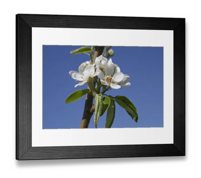 Framed Print : Common Pear (Pyrus communis) Doyenne du Comice, close-up of flowers, in garden, Suffolk, England, april