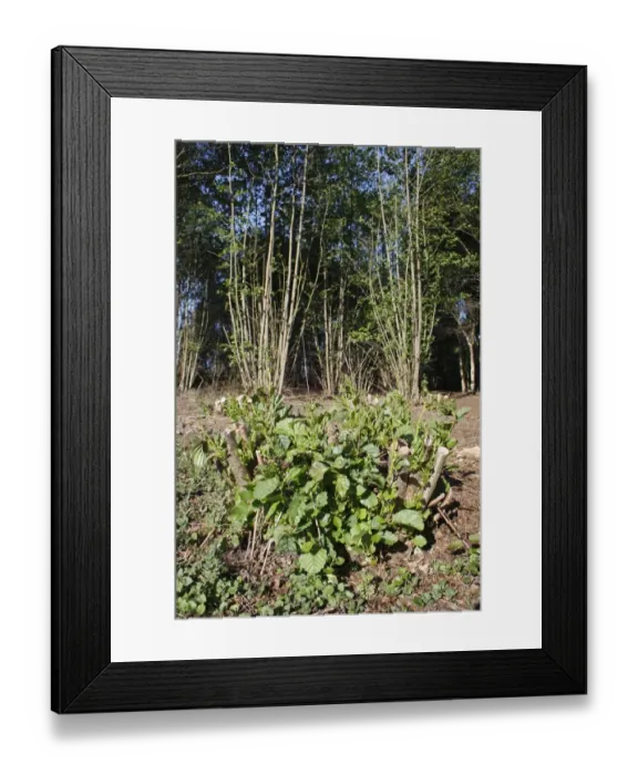 Framed Print : Common Alder (Alnus glutinosa) coppiced stool with new growth, in river valley fen, Great Fen Framed Print : Common Alder (Alnus glutinosa) coppiced stool with new growth, in river valley fen, Great Fen