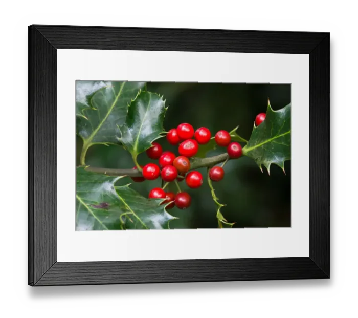 Framed Print : European Holly (Ilex aquifolium) close-up of berries, West Sussex, England, october Framed Print : European Holly (Ilex aquifolium) close-up of berries, West Sussex, England, october